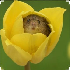 Meet your Posher, Krystal